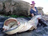 ловля сома на цимлянском водохранилище ловля сома на цимлянском водохранилище