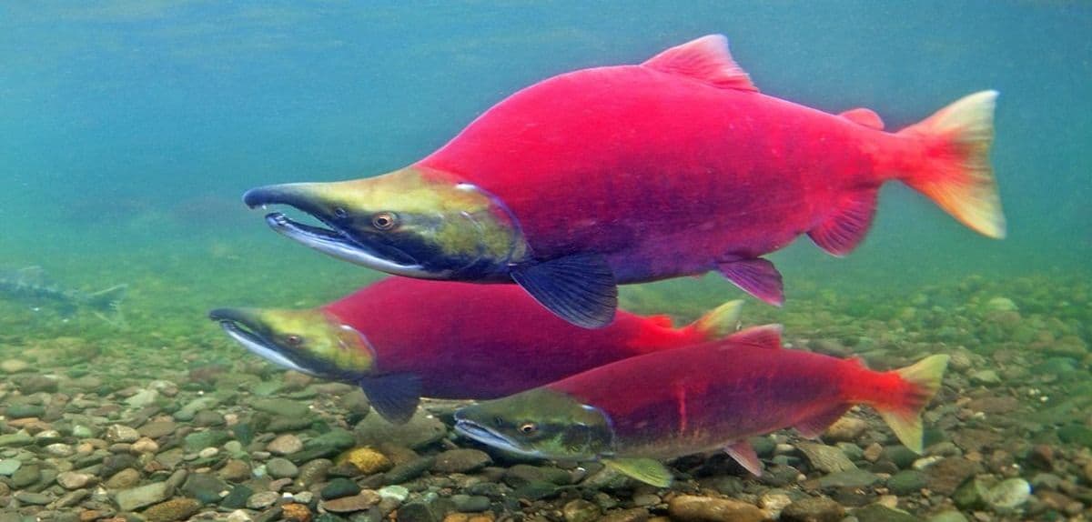 Камчатка 5